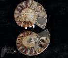 Ammonite tagliata cm.6,2