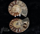 8606_p_vendita_fossili02.jpg