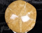 Riccio Fossile lucidato cm.8,2