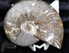 8609_p_ammoniti_fossili02.jpg