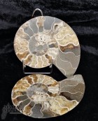 Ammonite tagliata cm.11,3