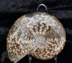 Ammonite intera lucidata cm.11