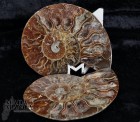 Ammonite tagliata cm.9,7