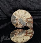 Ammonite tagliata cm.12