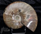 Ammonite intera lucidata cm.12,5