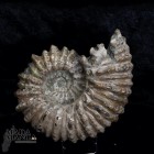 Grande Ammonite Douvilleceras cm.16