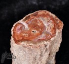 Tronchetto in legno fossile cm.4,2x4,7H