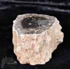 8652_p_petrified_wood11.jpg