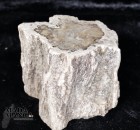 8655_p_petrified_wood23.jpg