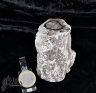 8661_p_legno_fossile01.jpg