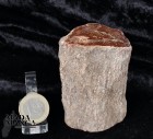 8664_p_legno_fossile17.jpg