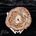8665_p_legno_fossile23.jpg