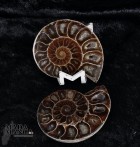 9001_p_vendita_fossili15.jpg