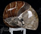 9011_p_nautilus_fossili02.jpg