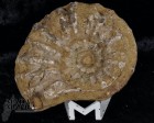 9013_p_vendita_ammoniti12.jpg