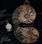 9016_p_ammonite_fossile01.jpg
