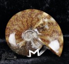 9018_p_ammonite_fossile15.jpg