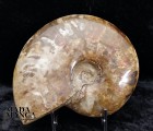 9021_p_ammonite_fossile33.jpg