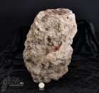 9029_p_tronchi_in_legno_fossile01.jpg