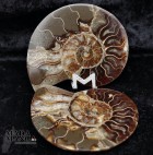 9832_p_ammoniti_fossili37.jpg