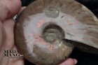 9833_p_ammoniti_fossili44.jpg