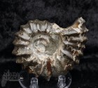 9834_p_ammoniti_fossili48.jpg