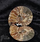 9835_p_ammoniti_fossili55.jpg