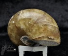 9836_p_nautilus_fossili3.jpg