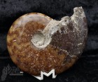 9839_p_ammoniti_fossili76.jpg