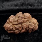 9840_p_coprolite2.jpg
