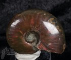 9896_p_vendita_fossili17.jpg