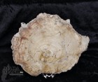 9994_p_fetta_in_legno_fossile07.jpg