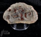 9995_p_fetta_in_legno_fossile12.jpg