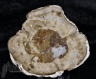 9996_p_fetta_in_legno_fossile17.jpg