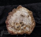9997_p_fetta_in_legno_fossile22.jpg