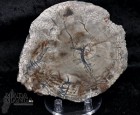 9998_p_fetta_in_legno_fossile28.jpg