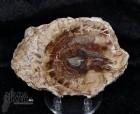 9999_p_fetta_in_legno_fossile33.jpg