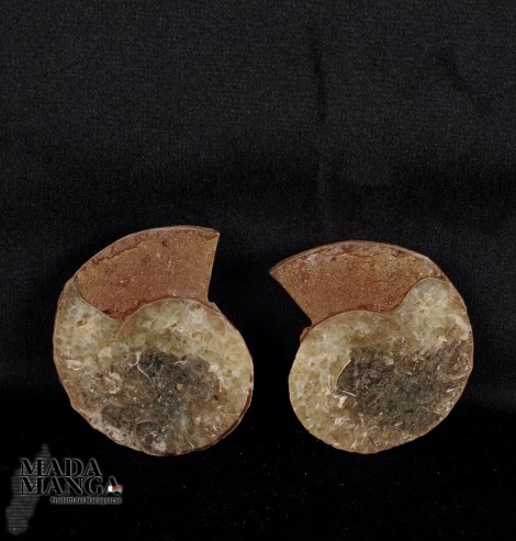 Ammonite tagliata cm.3,7