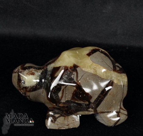 Tartaruga in septaria