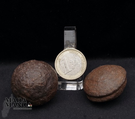 Moqui coppia maschio/femmina