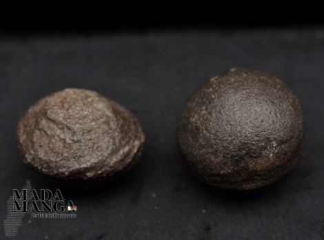 Moqui coppia maschio/femmina