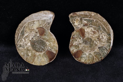 Ammonite tagliata cm.3,6