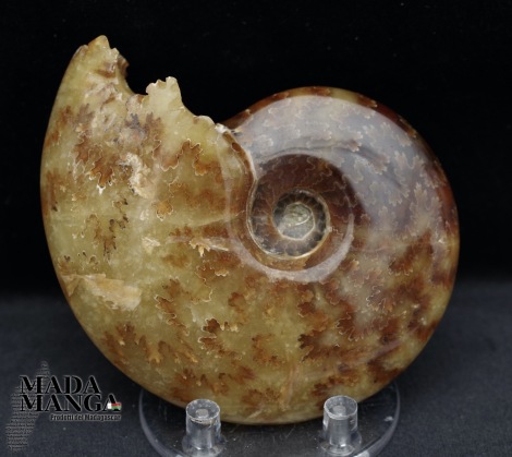 Ammonite intera lucidata integra cm.8,2