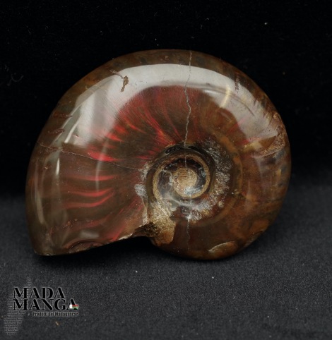 Ammonite intera lucidata cm.4,5