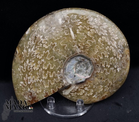 Ammonite intera lucidata cm.10,3