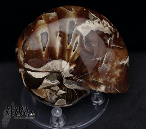10454_p_vendita_fossili40.jpg