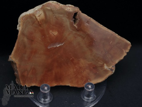 10671_p_fetta_in_legno_fossile02.jpg
