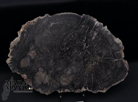 10672_p_fetta_in_legno_fossile50.jpg