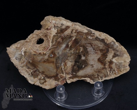Fetta Legno Fossile cm.11,5x6,6