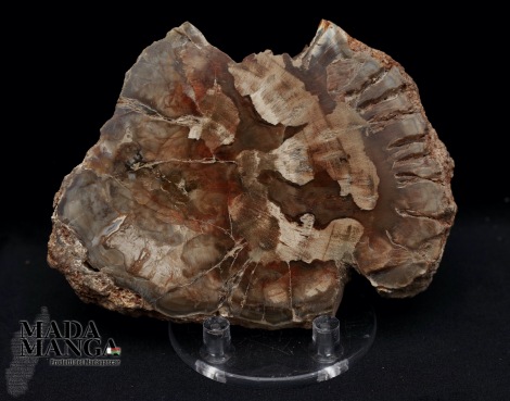 Fetta Legno Fossile cm.9,5x7